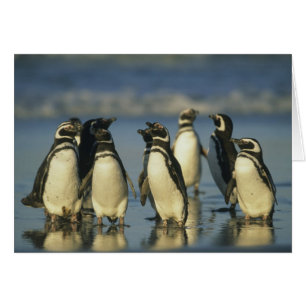 Magelhaense Pinguïns, Spheniscus