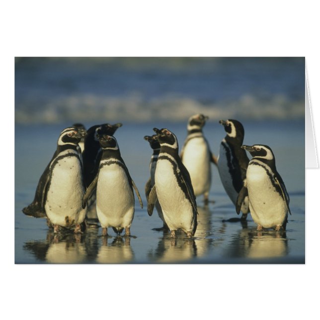 Magelhaense Pinguïns, Spheniscus (Voorkant Horizontaal)