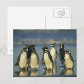 Magelhaense Pinguïns, Spheniscus Briefkaart (Voorkant / Achterkant)