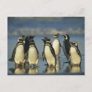 Magelhaense Pinguïns, Spheniscus Briefkaart