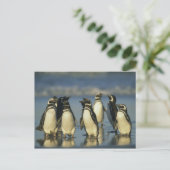 Magelhaense Pinguïns, Spheniscus Briefkaart (Staand voorkant)