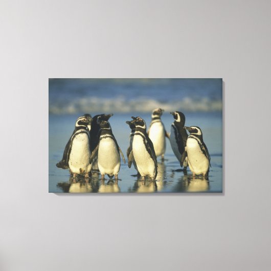 Magelhaense Pinguïns, Spheniscus Canvas Afdruk (Voorkant)