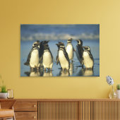 Magelhaense Pinguïns, Spheniscus Canvas Afdruk (Insitu (Woonkamer))
