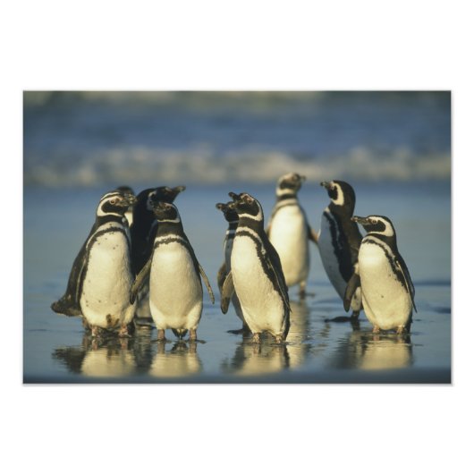 Magelhaense Pinguïns, Spheniscus Foto Afdruk (Voorkant)