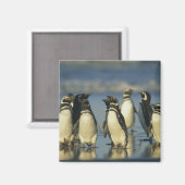 Magelhaense Pinguïns, Spheniscus Magneet (Voorkant / Achterkant)