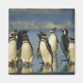 Magelhaense Pinguïns, Spheniscus Magneet