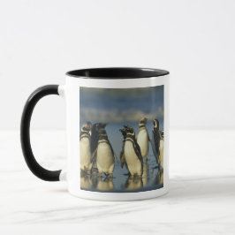 Magelhaense Pinguïns, Spheniscus Mok