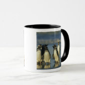 Magelhaense Pinguïns, Spheniscus Mok (Voorkant rechts)