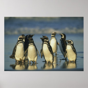 Magelhaense Pinguïns, Spheniscus Poster