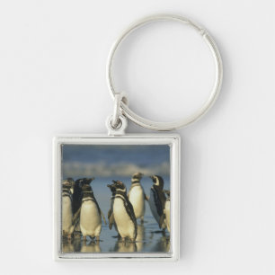 Magelhaense Pinguïns, Spheniscus Sleutelhanger