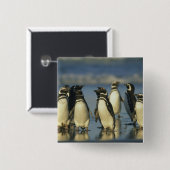 Magelhaense Pinguïns, Spheniscus Vierkante Button 5,1 Cm (Voorkant /achterkant)