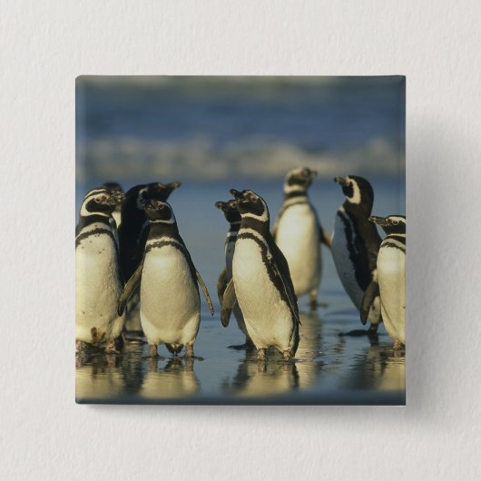Magelhaense Pinguïns, Spheniscus Vierkante Button 5,1 Cm (Voorkant)