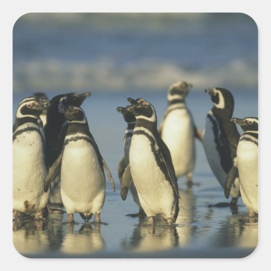 Magelhaense Pinguïns, Spheniscus Vierkante Sticker (Voorkant)