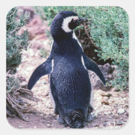 Magellaanse pinguïn in Schiereiland Valdes - Argen Vierkante Sticker