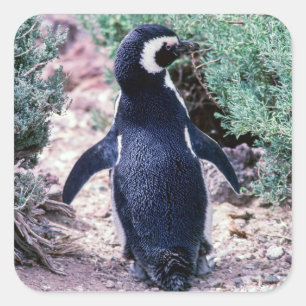 Magellaanse pinguïn in Schiereiland Valdes - Argen Vierkante Sticker