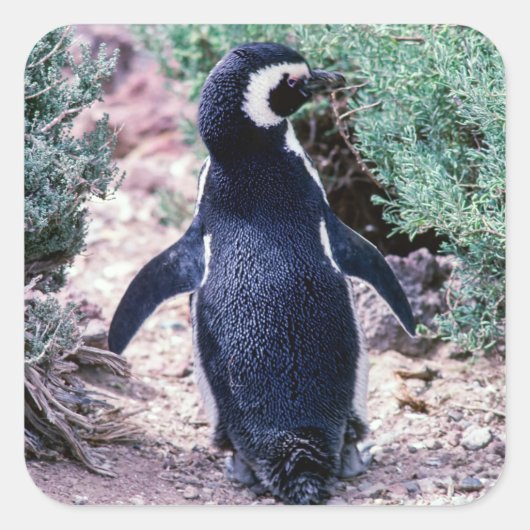 Magellaanse pinguïn in Schiereiland Valdes - Argen Vierkante Sticker (Voorkant)