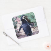 Magellaanse pinguïn in Schiereiland Valdes - Argen Vierkante Sticker (Envelop)