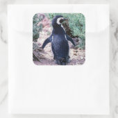 Magellaanse pinguïn in Schiereiland Valdes - Argen Vierkante Sticker (Tas)