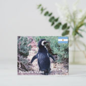 Magellaanse pinguïn op Schiereiland Valdes - Argen Briefkaart (Staand voorkant)