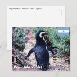 Magellaanse pinguïn op Schiereiland Valdes - Argen Briefkaart