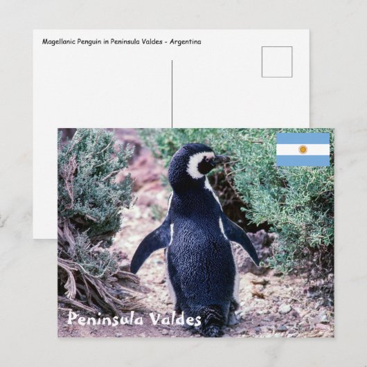 Magellaanse pinguïn op Schiereiland Valdes - Argen Briefkaart (Voorkant / Achterkant)
