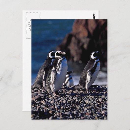 Magellanic Penguin Briefkaart (Voorkant / Achterkant)