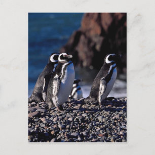 Magellanic Penguin Briefkaart