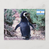 Magellanic Penguin in Peninsula Valdes - Argentini Briefkaart (Voorkant)