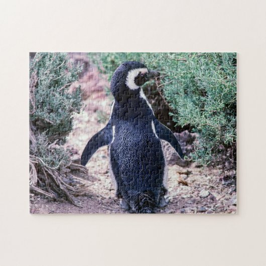 Magellanic Penguin in Peninsula Valdes - Argentini Legpuzzel (Horizontaal)