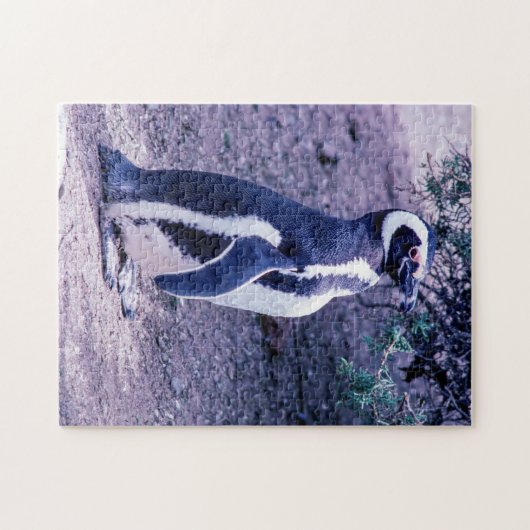 Magellanic Penguin in Peninsula Valdes - Argentini Legpuzzel (Horizontaal)