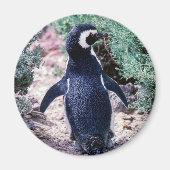 Magellanic Penguin in Peninsula Valdes - Argentini Magneet (Voorkant)