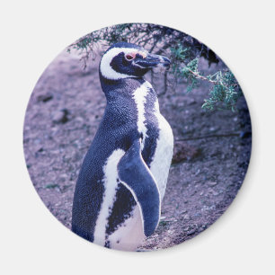 Magellanic Penguin in Peninsula Valdes - Argentini Magneet