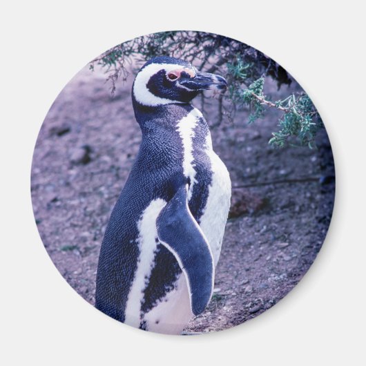Magellanic Penguin in Peninsula Valdes - Argentini Magneet (Voorkant)