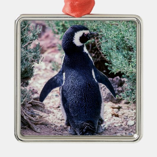 Magellanic Penguin in Peninsula Valdes - Argentini Metalen Ornament (Voorkant)