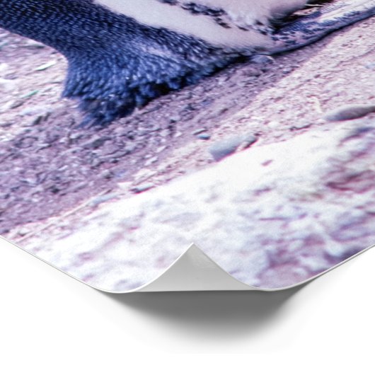 Magellanic Penguin in Peninsula Valdes - Argentini Poster (Hoek)