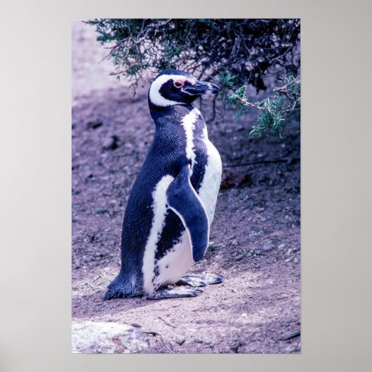 Magellanic Penguin in Peninsula Valdes - Argentini Poster (Voorkant)