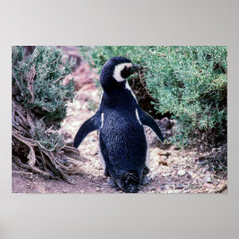 Magellanic Penguin in Peninsula Valdes - Argentini Poster