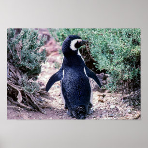 Magellanic Penguin in Peninsula Valdes - Argentini Poster