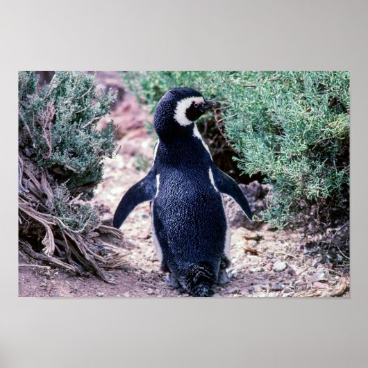 Magellanic Penguin in Peninsula Valdes - Argentini Poster (Voorkant)