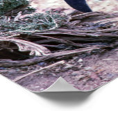 Magellanic Penguin in Peninsula Valdes - Argentini Poster (Hoek)