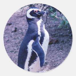Magellanic Penguin in Peninsula Valdes - Argentini Ronde Sticker