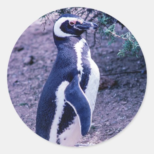 Magellanic Penguin in Peninsula Valdes - Argentini Ronde Sticker (Voorkant)