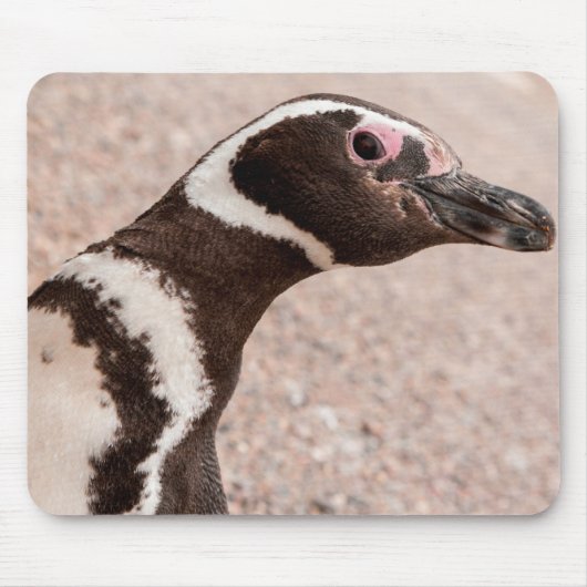 Magellanic Penguin, Patagonia, Argentinië Muismat (Voorkant)
