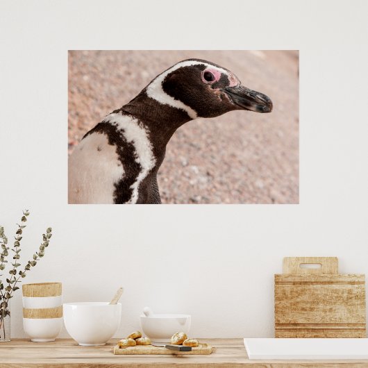 Magellanic Penguin, Patagonia, Argentinië Poster (Keuken)