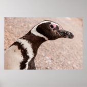 Magellanic Penguin, Patagonia, Argentinië Poster (Voorkant)
