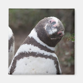 Magellanic Penguin Portrait Magneet (Voorkant)