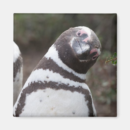 Magellanic Penguin Portrait Magneet (Voorkant)