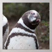 Magellanic Penguin Portrait Poster (Voorkant)