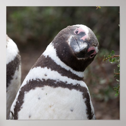 Magellanic Penguin Portrait Poster (Voorkant)