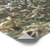 Magellanic Penguin Poster (Hoek)